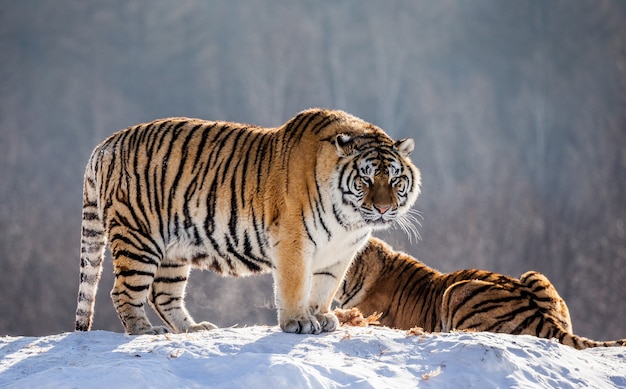 Siberische tijgerpark