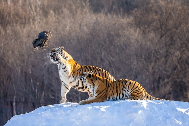 Siberische tijgers staan op een met sneeuw bedekte heuvel