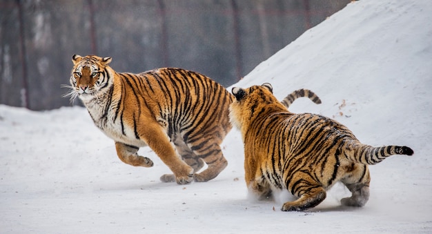 Siberische tijgers staan op een met sneeuw bedekte heuvel