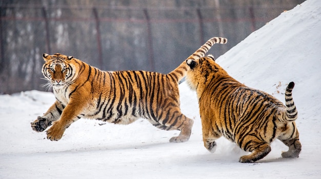 Siberische tijgers staan op een met sneeuw bedekte heuvel