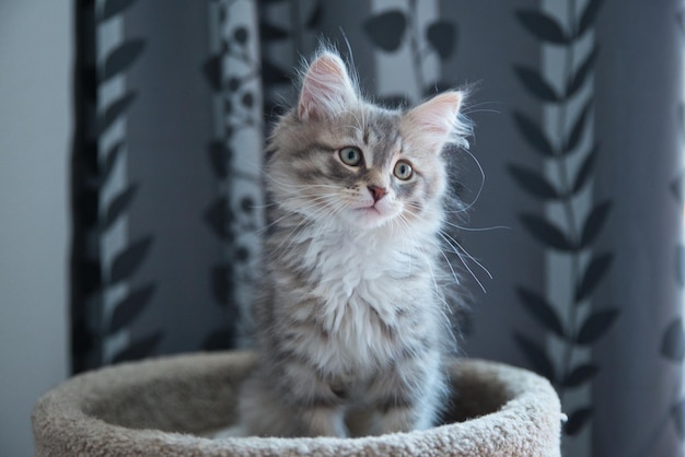 Siberische Zilverkat poseert voor zijn baasjes perfect voor een behang op zoek naar een slaapplaats