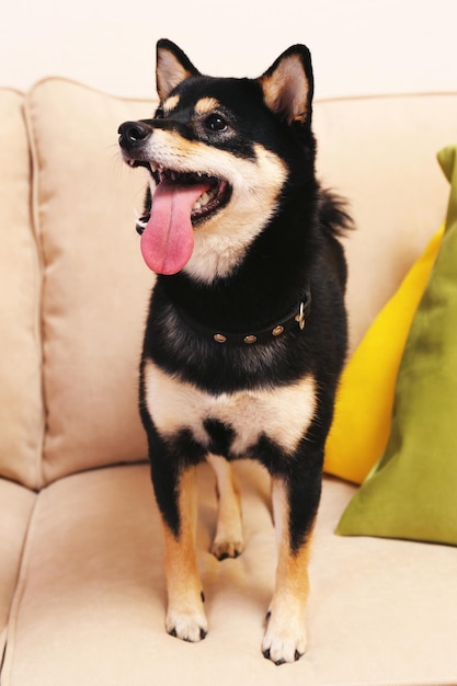 Sibu ina op een sofa in de kamer