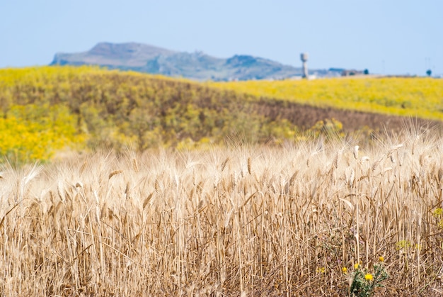 Sicilian landscape with ears of corn