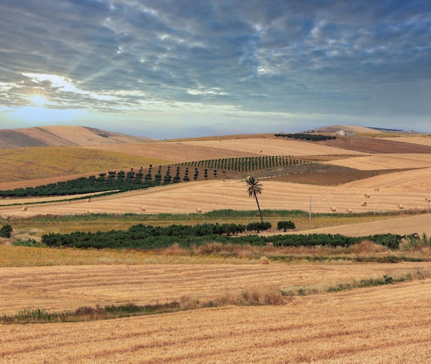 Sicilië zomer landbouw platteland Italië