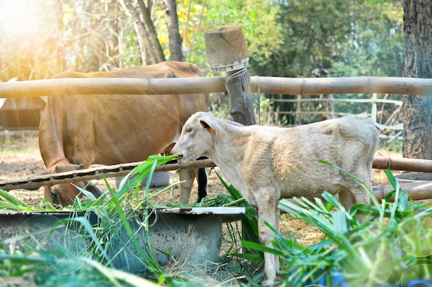 Photo sick calf eating grass with brown cow