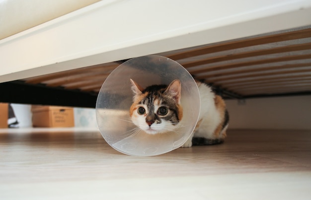 Sick cat with veterinary cone or plastic cone collar on its head to protect cat from licking a wound