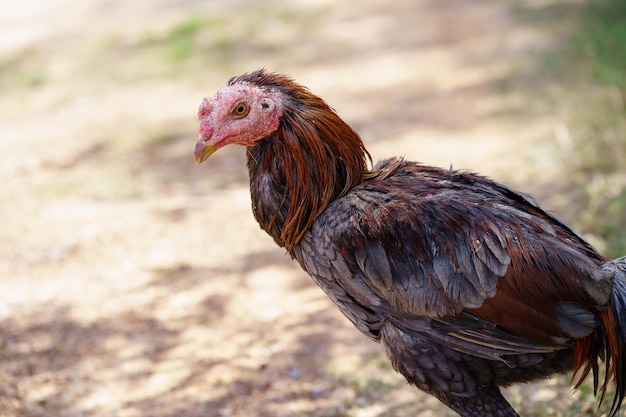 Foto pollo malato, pallido, magro, infetto.