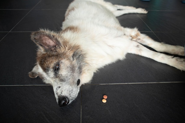 Foto il cane malato che riceve una medicina in una pillola