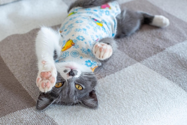 写真 病気の飼い猫は、自宅で手術後、ペットafの術後包帯ケアの服を着てソファに横たわっています。