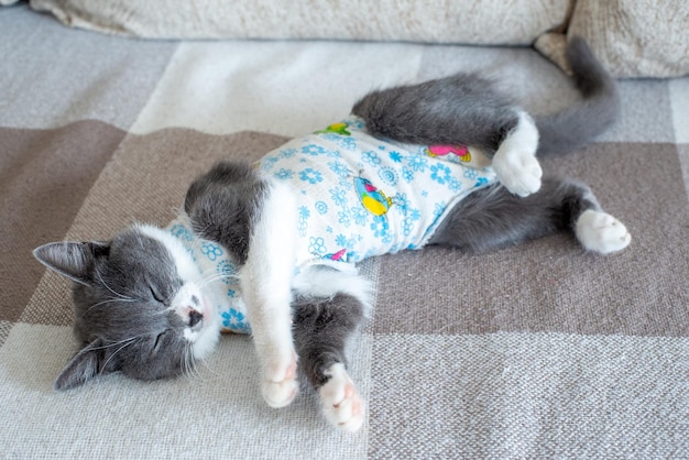 写真 病気の飼い猫は、ペットafの術後包帯ケアの服を着て自宅でソファに手術後に横たわっています