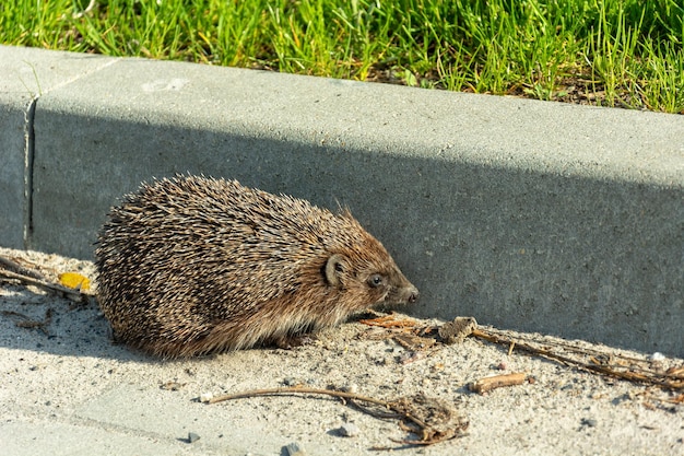 縁石で道路上の病気のハリネズミ