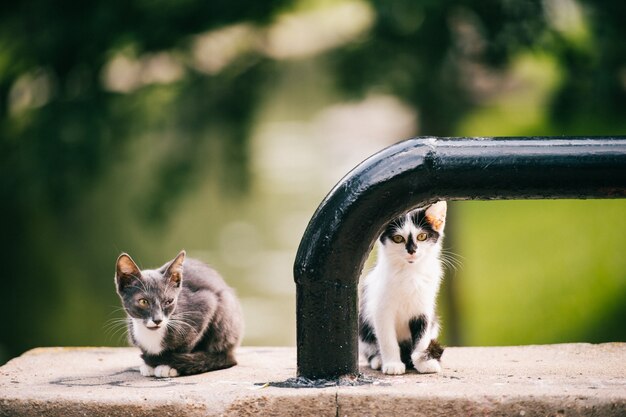 Sick and homeless kittens outdoor