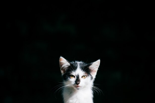 Sick and homeless poor kitten in the dark