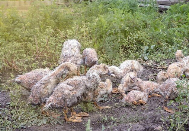 Sick Mulard ducklings graze in a meadow in the garden