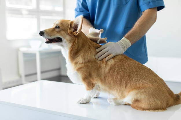 Sick pembroke welsh corgi dog sitting on medical table in veterinary clinic while male veterinarian