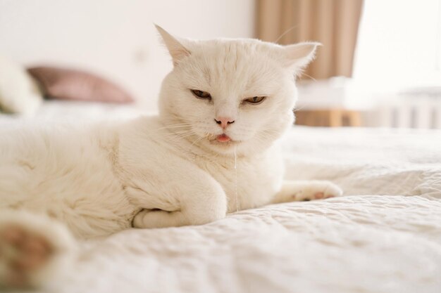 A sick Scottish cat is lying on the sofa