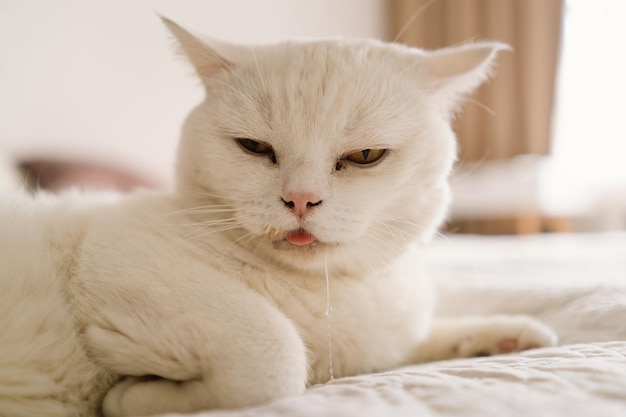 A sick Scottish cat is lying on the sofa