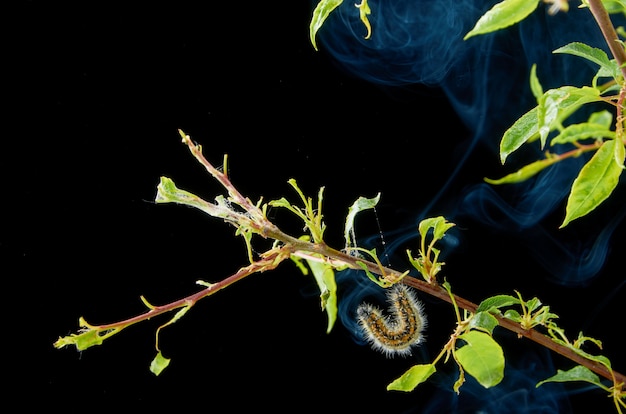 滴のある暗い春の病気の春の植物。害虫と梅枝。梅の幼虫とクモダニの枝に。