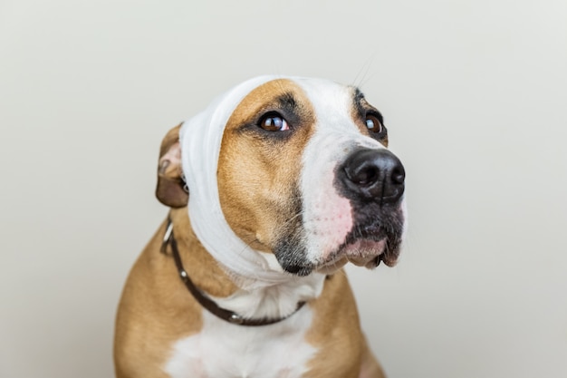 Sick or wounded pet concept. Portrait of dog with bandaged head at white background