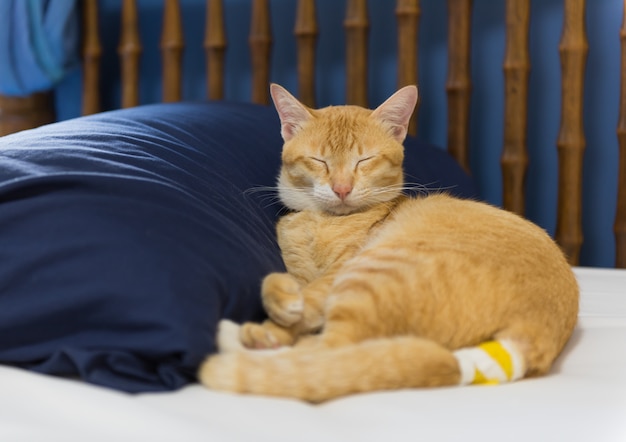 Больной желтый кот с повязкой на хвосте спит в спальне