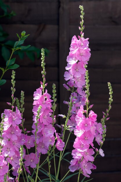 Sidalcea party girl bloeit in een engelse tuin