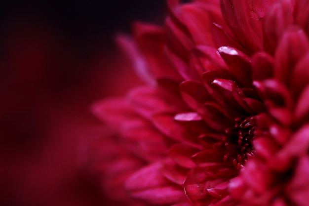 Side dark red blooming flower with a dark mystery background