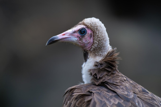 Side profile of a beautiful vulture bird looking aside