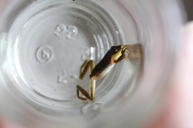 side profile of frog on glass