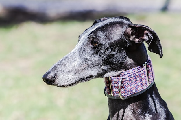 Side profile of Spanish galgo