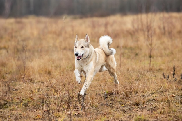 Side view of active mixed breed dog running fast in autumn leafless forest with dry grass