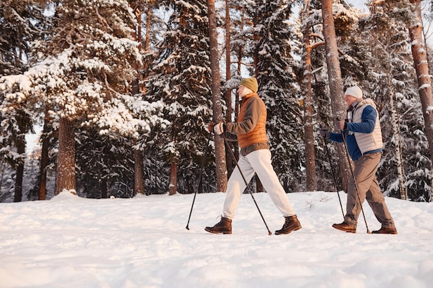 Side view of active senior couple enjoying nordic walk with\
poles in winter forest copy space