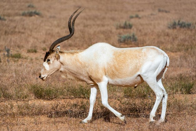 Photo side view of addax walking on field