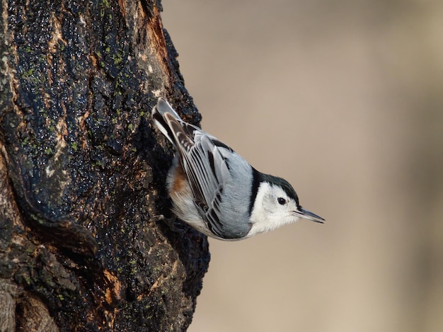 Vista laterale di un adorabile uccello canoro - picchio muratore dal petto bianco su un tronco d'albero con sfondo sfocato