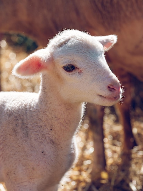 Premium Photo | Side view of adorable white little baby sheep grazing near  flock in farm yard on sunny day