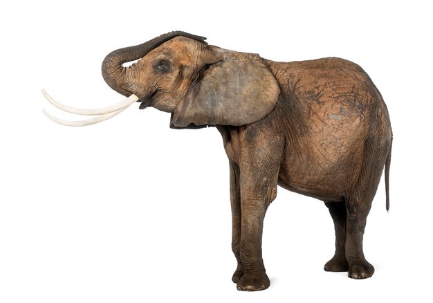 Взгляд со стороны африканского слона поднимая свой хобот, изолированный на белизне
