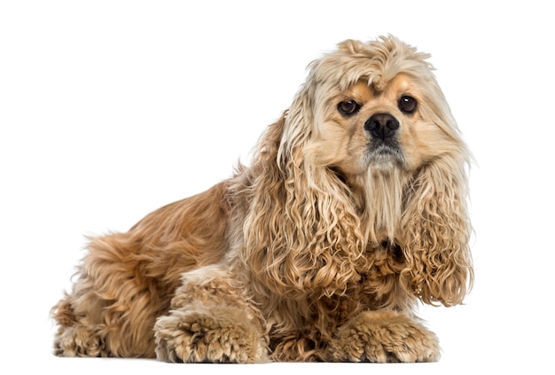 Side view of a American Cocker Spaniel