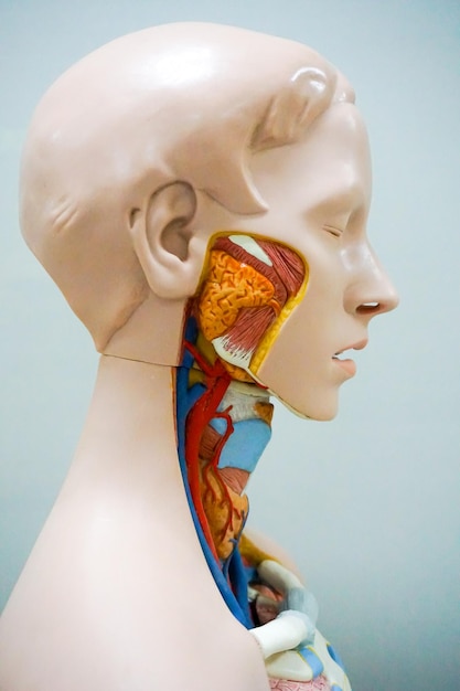 Photo side view of anatomy against white background