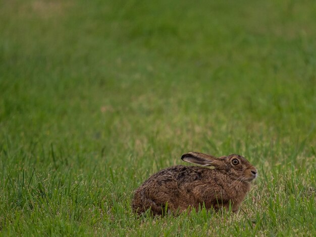 Side view of an animal on field