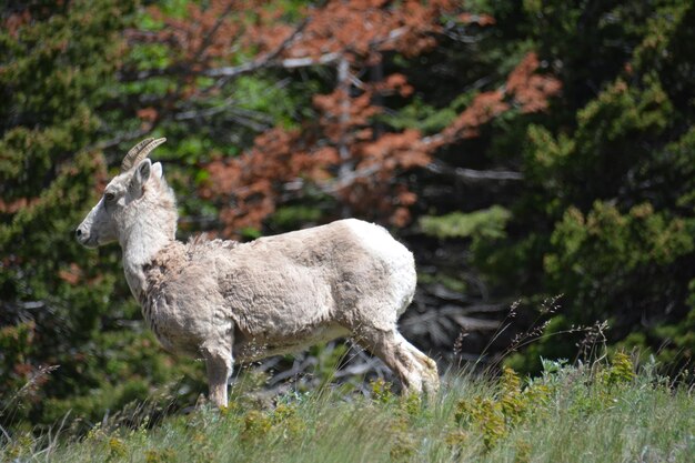 Foto vista laterale di un animale sul campo