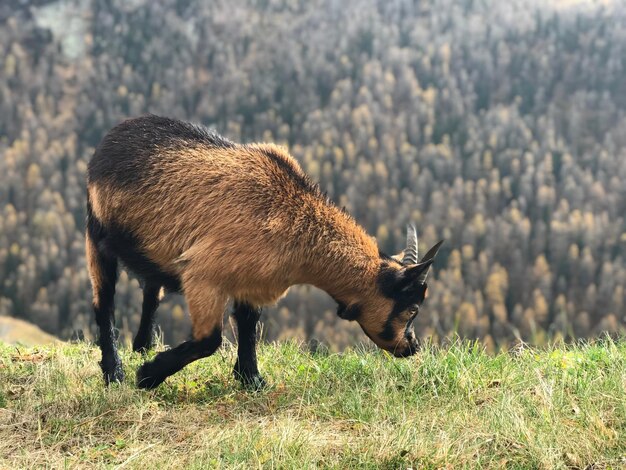 Foto vista laterale di un animale sul campo