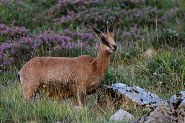 Foto vista laterale di un animale sul campo