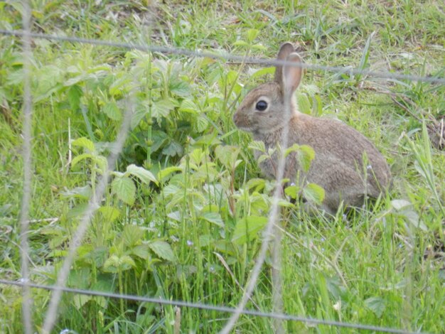 Side view of an animal on field