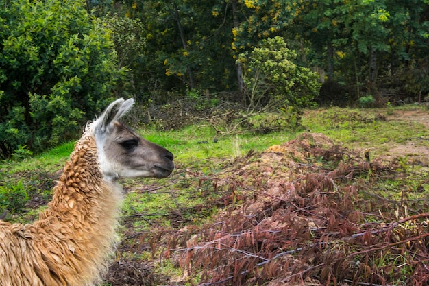 Foto vista laterale di un animale a terra