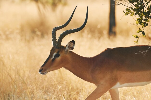 Side view Anthelope is in the wildlife outdoors in Africa