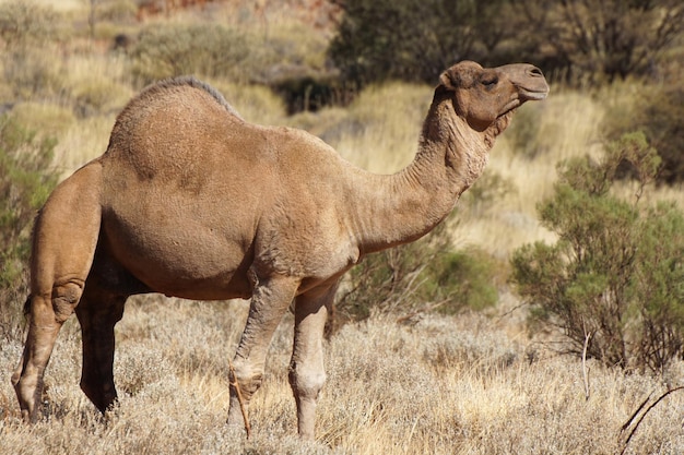 Photo side view of arabian camel