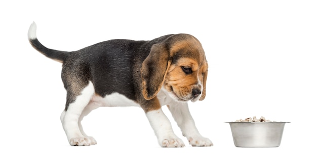 Side view of a Beagle puppy looking at his bowl with disgust, isolated