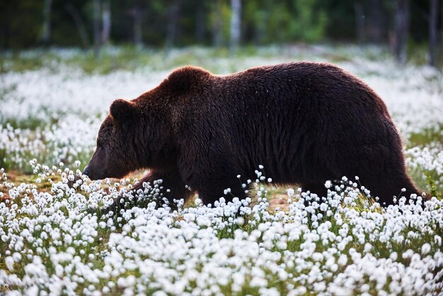 Foto vista laterale dell'orso sul campo