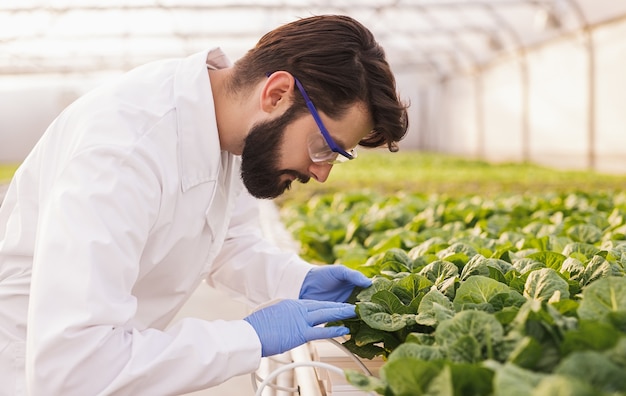 Вид сбоку бородатого мужчины в лабораторном халате и перчатках, изучающего листья ростков во время работы в теплице на ферме