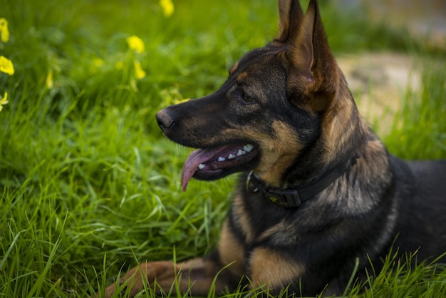 明るい夏の日のフィールド上の美しいジャーマンシェパード犬の側面図