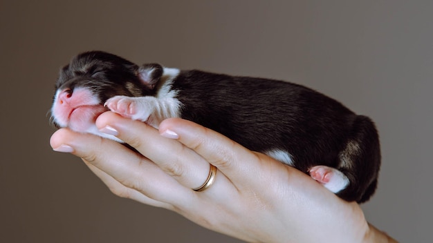 Side view of beautiful twomonthold puppy of dog pembroke welsh corgi sleeping on hand of woman on brown background